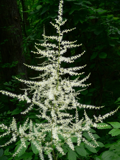 {Astilbe biternata}
